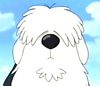 EP 9, 38-39 - Old English
                    Sheepdog - ainda jovem, no consegue pastorear
                    direito as ovelhas